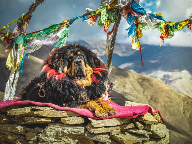 Mastiff tibetan fashion cena